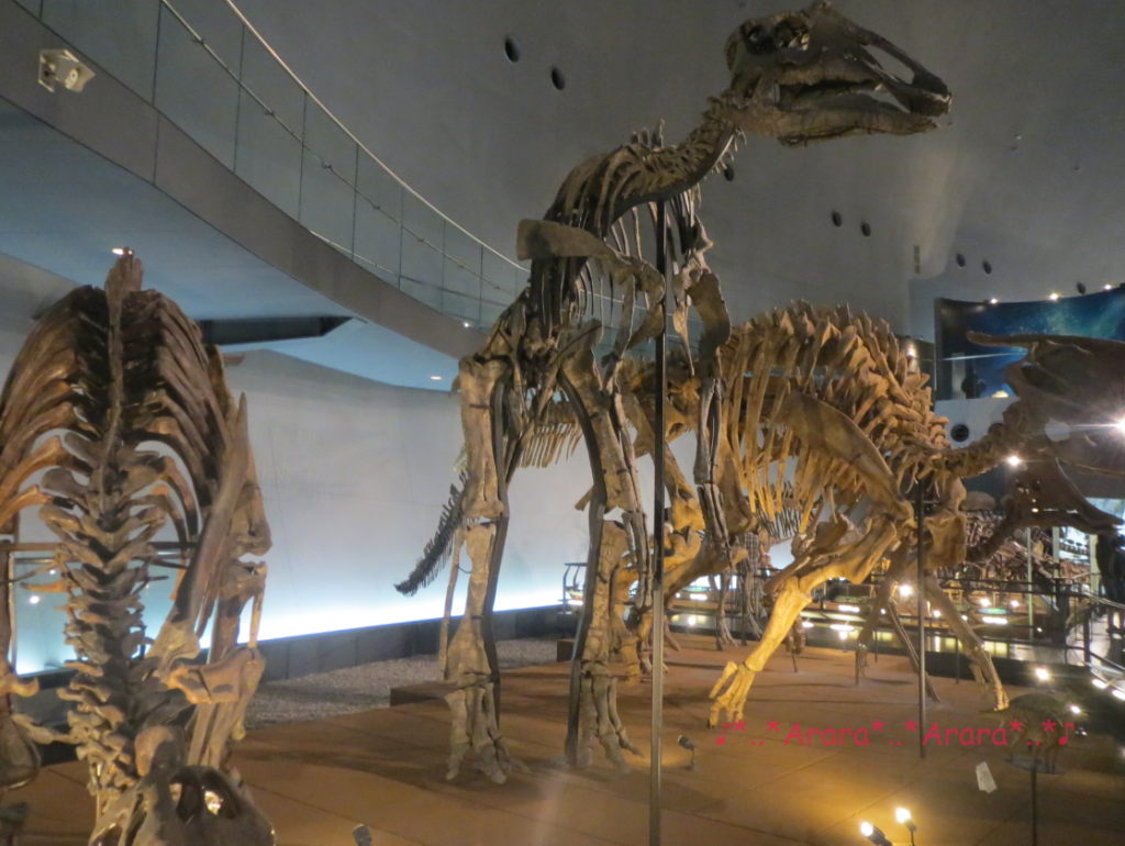 恐竜博物館の恐竜全身骨格画像