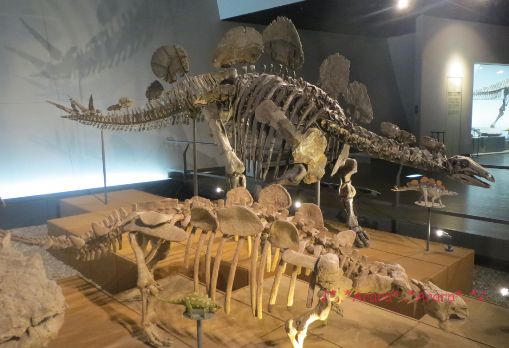 恐竜博物館の恐竜全身骨格画像